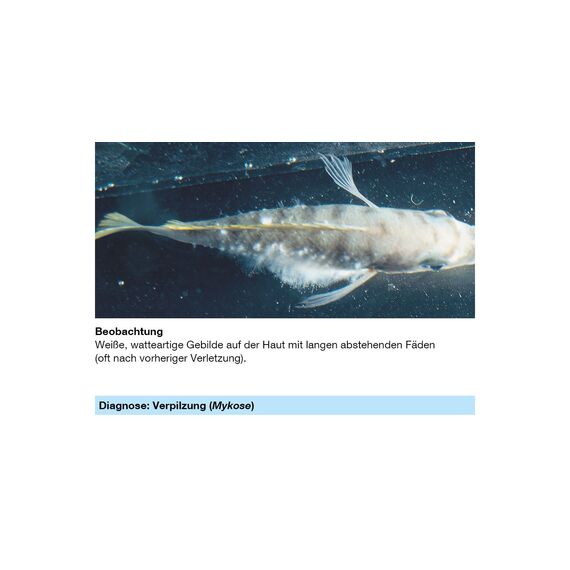sera med Professional Protazol 100 ml - Arzneimittel für Fische gegen einzellige Hautparasiten wie Ichthyophthirius multifiliis, Medizin fürs Aquarium