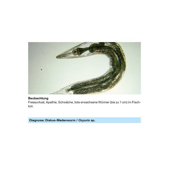 sera med Professional Nematol 10 ml - Arzneimittel für Fische gegen Fräskopfwürmer, Haarwürmer und andere Nematoden, Medizin fürs Aquarium