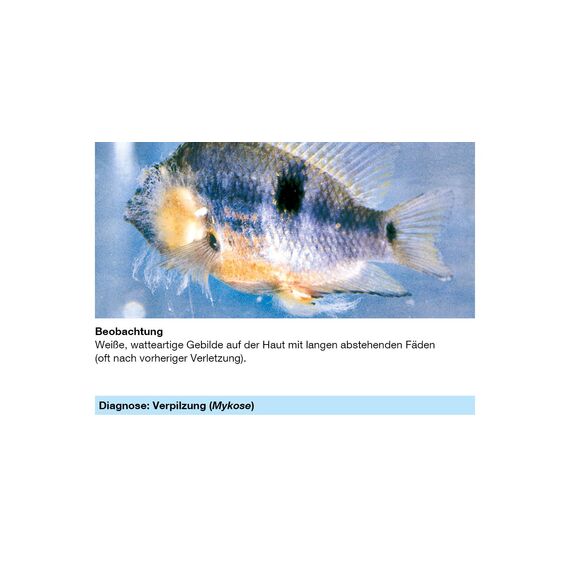 sera med Professional Protazol 100 ml - Arzneimittel für Fische gegen einzellige Hautparasiten wie Ichthyophthirius multifiliis, Medizin fürs Aquarium