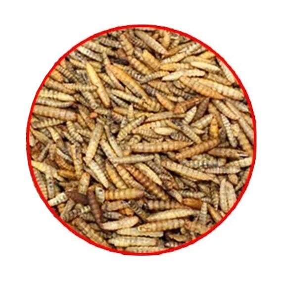 Ambiopet Soldatenfliegenlarven (Hermetia) getrocknet 5 + 5kg Packung, Black Soldier Fly, Protein- und fettreiches Wildvogelfutter, reich an Calcium und Laurinsäure