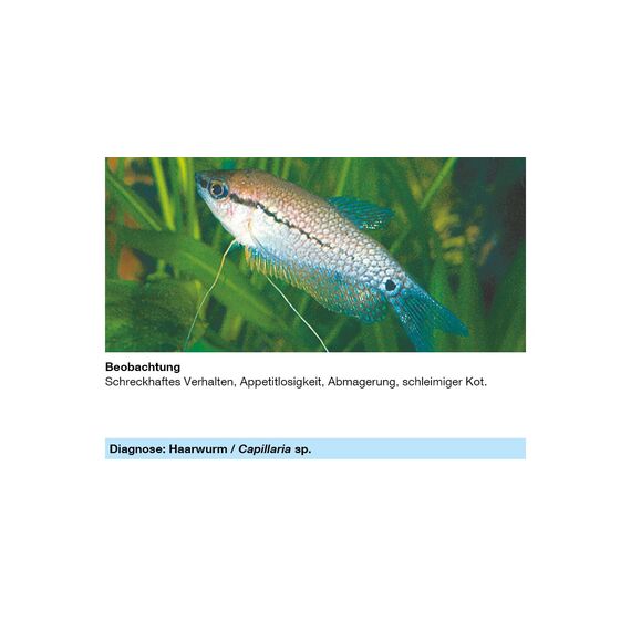 sera med Professional Nematol 50 ml - Arzneimittel für Fische gegen Fräskopfwürmer, Haarwürmer und andere Nematoden, Medizin fürs Aquarium