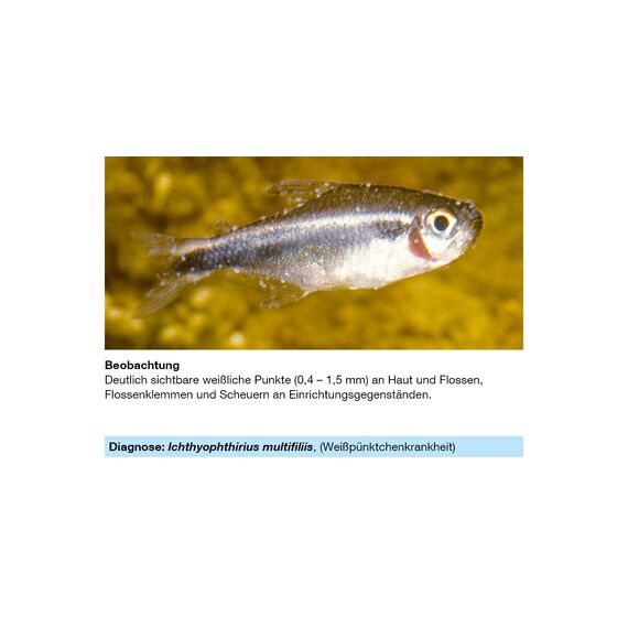 sera med Professional Protazol 100 ml - Arzneimittel für Fische gegen einzellige Hautparasiten wie Ichthyophthirius multifiliis, Medizin fürs Aquarium
