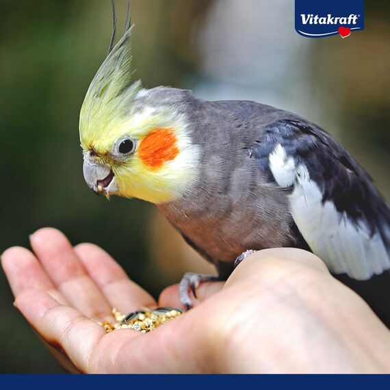 Vitakraft Menü, Vogelfutter für Großsittiche, mit Getreide und Nüssen, Großpackung, ohne Zusatz von Zucker (1x 3kg)