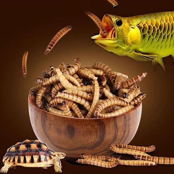 Ambiopet Soldatenfliegenlarven (Hermetia) getrocknet 5kg Packung, Black Soldier Fly, Protein- und fettreiches Wildvogelfutter, reich an Calcium und Laurinsäure