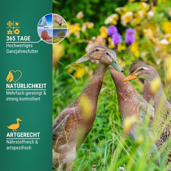 Agrarzone Entenfutter Laufenten 20 kg - Österreichisches Laufenten Futter - 100% Gentechnikfrei & Gereinigt - Geflügelfutter für Wildenten, Enten & Gänse