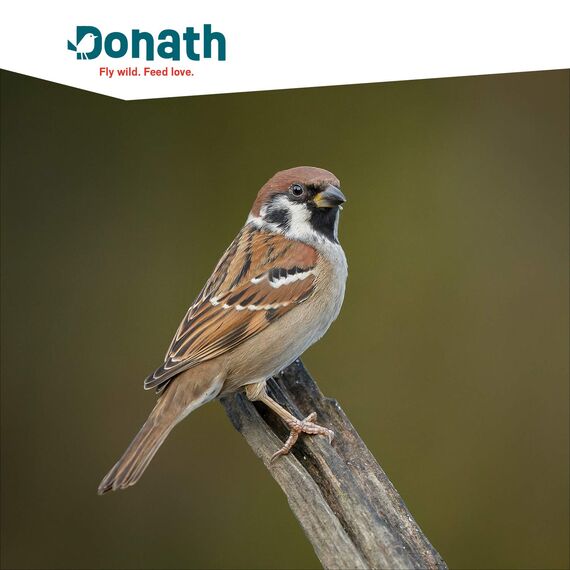 Donath Energie-Spender Erdnüsse - 500g - im praktischen Spender zum Aufhängen - reich an natürlichem Fett - wertvolles Ganzjahres Wildvogelfutter - aus unserer Manufaktur in Süddeutschland