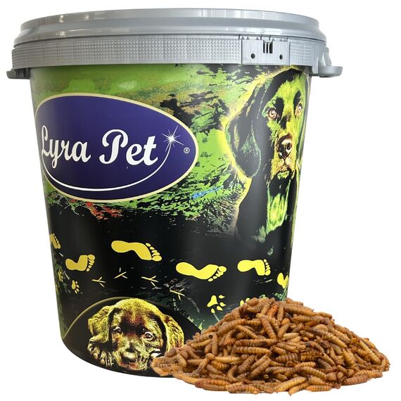 Lyra Pet® | 5 kg Soldatenfliegenlarven + 30 L Tonne | Black Soldier Fly | Hermetia Illucens | Wie Mehlwürmer | Reich an Kalzium & Proteinen | Energiereiches Futter für Vögel, Fische, Nager & Reptilien
