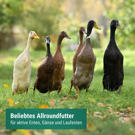 Agrarzone Entenfutter Laufenten 20 kg - Österreichisches Laufenten Futter - 100% Gentechnikfrei & Gereinigt - Geflügelfutter für Wildenten, Enten & Gänse