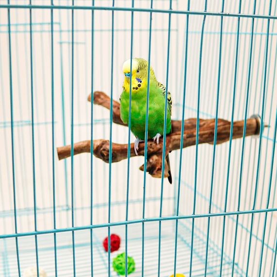 2 Stück Natur Sitzstangen Set für Vögel, Wildes Traubenholz Sitzstangen für Vogelkäfige, Vogelschleifklauen Klettern Stehend Vogelkäfig Zubehör für Wellensittich Nymphensittich Kanarienvogel (Stil 1)