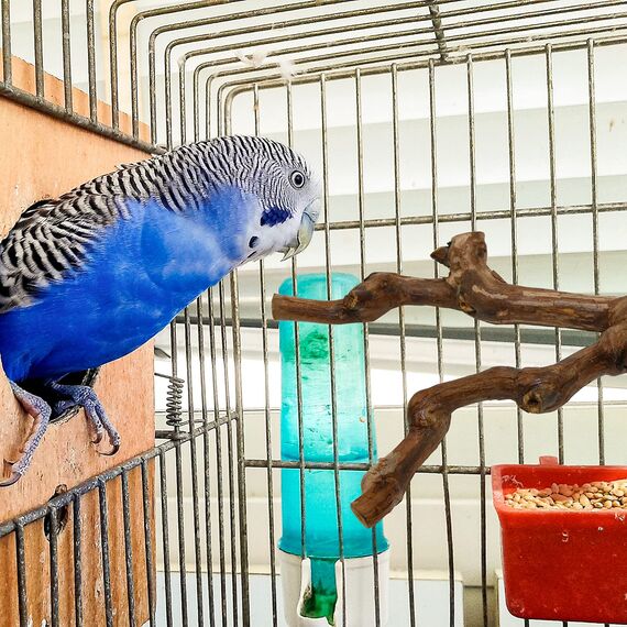 2 Stück Natur Sitzstangen Set für Vögel, Wildes Traubenholz Sitzstangen für Vogelkäfige, Vogelschleifklauen Klettern Stehend Vogelkäfig Zubehör für Wellensittich Nymphensittich Kanarienvogel (Stil 1)