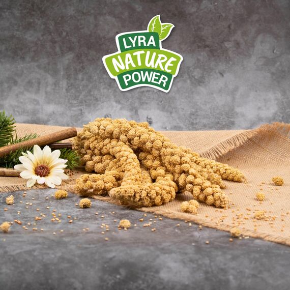 Lyra Pet® | 3 kg Kolbenhirse gelb | Ganzjähriges Vogelfutter für Ziervögel & Wildvögel | Handverlesene gelbe Hirse | Nährstoffreiche, naturbelassene Hirsekolben | Für Wellensittiche & Kanarienvögel