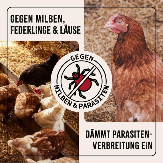 AniForte Milbenspray Hühner & Geflügel 500ml - gegen Milben & Parasiten, Milben Stop, Milbenmittel als Umgebungsspray & Kontaktspray, zur Vorbeugung & bei akutem Befall
