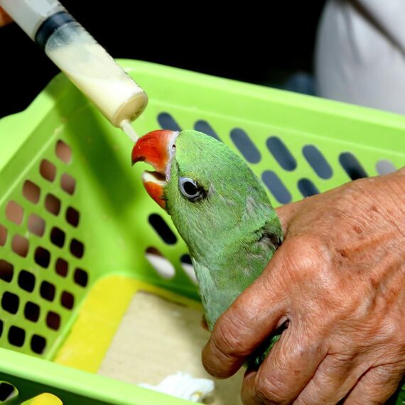 10 Stück Jungvögel Füttern Schlauch, Enthält eine 20-ml-Spritze, Tauben Zubehör, Feeder Futter, Handfütterungswerkzeug für Baby Vögel und Papageien, Milch, Wasser, Medikamente, Einfach zu Reinigen