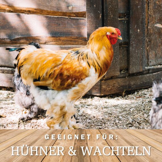MeineHennen Bronchi-VITAL 250ml - Ergänzungsfuttermittel für Hühner & Wachteln - Support für Atemwege (z.B. nach Hühnerschnupfen) - Mit Echinacea, Eukalyptus & Vitamin B - Konzentrat für 50L Wasser