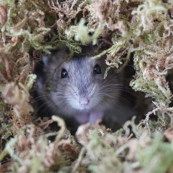 Begeterday 150g reines natürliches Wald moos für Hamster Einstreu, Kleintier Lebensraum Dekoration, gut für Hamsterkäfige Zubehör