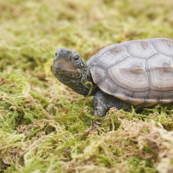 Begeterday 99g Reines Natürliches Moos für Schildkröten, Ideales Zubehör für Schildkrötenbecken, Gut für Die Aufrechterhaltung Der Luftfeuchtigkeit Und Zum Warmhalten im Winter (Packung mit 2)