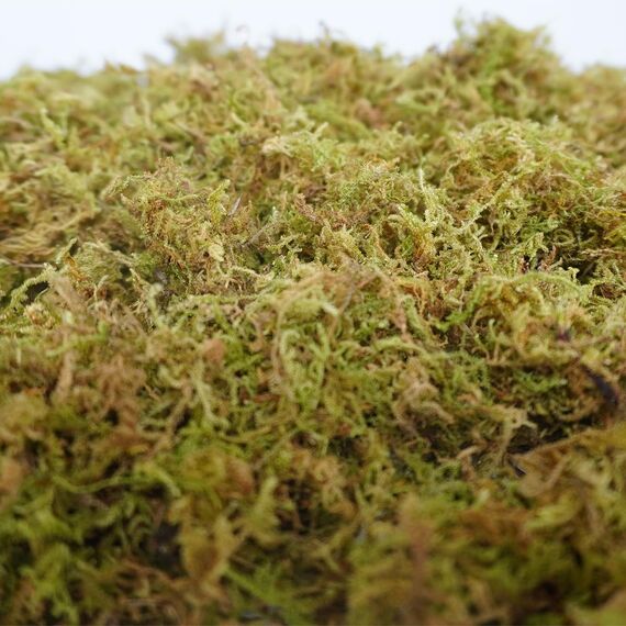 Begeterday 150g reines natürliches Wald moos für Hamster Einstreu, Kleintier Lebensraum Dekoration, gut für Hamsterkäfige Zubehör