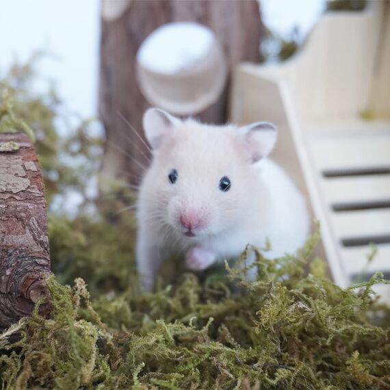 Begeterday 150g reines natürliches Wald moos für Hamster Einstreu, Kleintier Lebensraum Dekoration, gut für Hamsterkäfige Zubehör