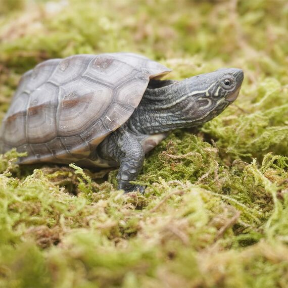 Begeterday 99g Reines Natürliches Moos für Schildkröten, Ideales Zubehör für Schildkrötenbecken, Gut für Die Aufrechterhaltung Der Luftfeuchtigkeit Und Zum Warmhalten im Winter (Packung mit 2)