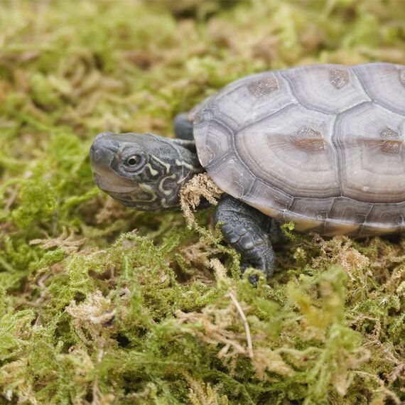 Begeterday 99g Reines Natürliches Moos für Schildkröten, Ideales Zubehör für Schildkrötenbecken, Gut für Die Aufrechterhaltung Der Luftfeuchtigkeit Und Zum Warmhalten im Winter