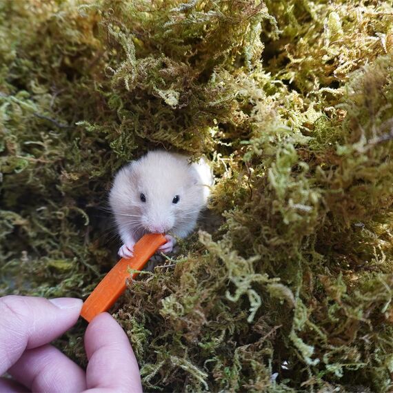 Begeterday 150g reines natürliches Wald moos für Hamster Einstreu, Kleintier Lebensraum Dekoration, gut für Hamsterkäfige Zubehör