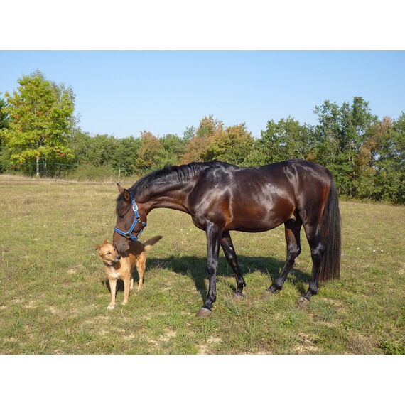 Scheidler horse-direkt MSM 1500 g Eimer (Methylsulfonylmethan) organischer Schwefel, hochrein, 34% Schwefel für Pferde, Ponys - inkl. Messlöffel