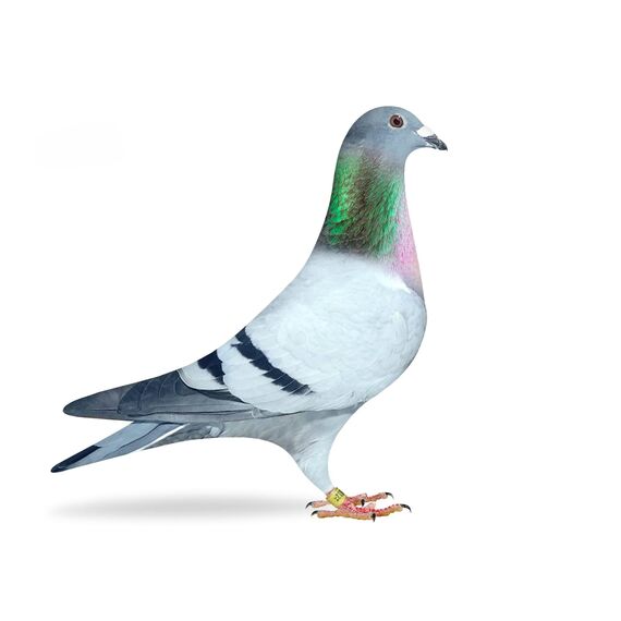 (Grundpreis 0,85 €/kg) - 25 kg Mais fein gebrochen/gequetscht - Hühnerfutter - Tauben - Nager - Karpfenfutter - Wild - Kaninchen