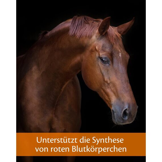 EQUISTRO® Haemolytan 400 | Ergänzungsfuttermittel für Pferde | Unterstützung der Vitalität | Kann zur Verbeserung der allgemeinen Leistungsbereitschaft beitragen | 1L