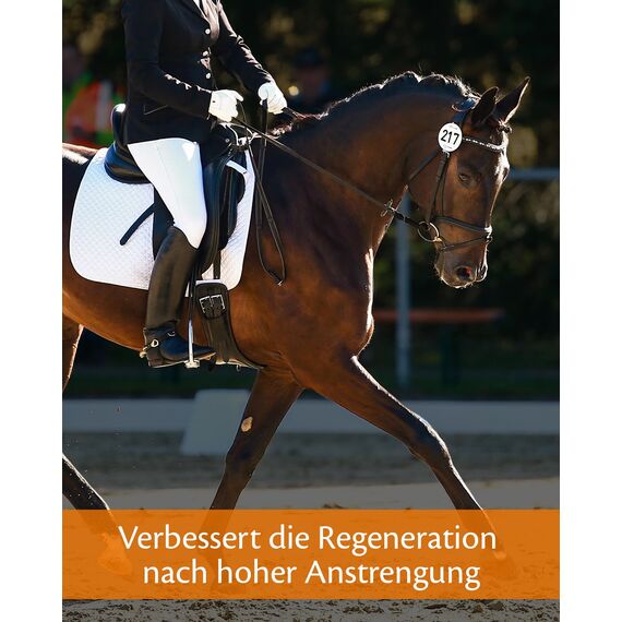 EQUISTRO® Haemolytan 400 | Ergänzungsfuttermittel für Pferde | Unterstützung der Vitalität | Kann zur Verbeserung der allgemeinen Leistungsbereitschaft beitragen | 1L