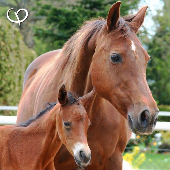 GOLDEN PEANUT Indische Flohsamen ganz 99% Reinheit - für Pferde und Ponys 3 kg, Darmsanierung, natürlich füttern