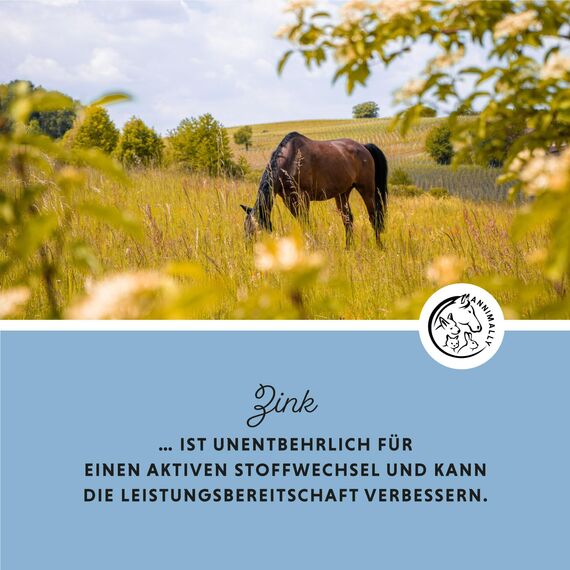Annimally Zink für Pferde - Zink Pellets (2kg) hochdosiert mit Schwarzkümmel, Zeolith, Esparsette und Bierhefe für Haut, Haare & Hufe