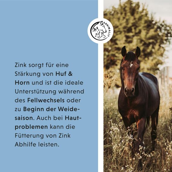Annimally Zink für Pferde - Zink Pellets (2kg) hochdosiert mit Schwarzkümmel, Zeolith, Esparsette und Bierhefe für Haut, Haare & Hufe