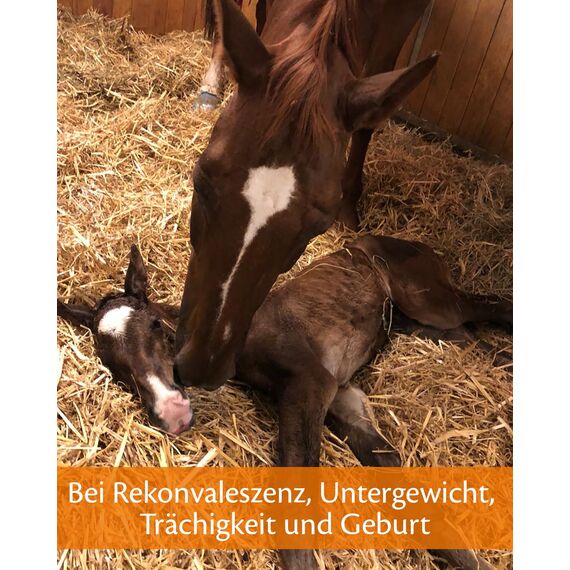 EQUISTRO® Haemolytan 400 | Ergänzungsfuttermittel für Pferde | Unterstützung der Vitalität | Kann zur Verbeserung der allgemeinen Leistungsbereitschaft beitragen | 1L