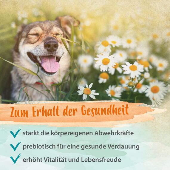 Ida Plus Bierhefe-Tabletten 120 Stück für Hund & Katze - reich an B-Vitaminen, Mineralien & Spurenelementen - glänzendes Fell, gesunde Haut & Krallen - unterstützt die Verdauung & Abwehrkräfte