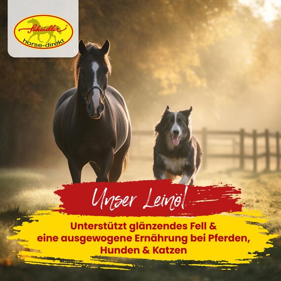 Scheidler horse-direkt Leinöl für Pferde, Hunde & Katzen 2,5 Liter – Mühlenfrisch kaltgepresstes Leinsamenöl ohne Zusätze – Reich an Omega 3 & 6 für Fellwechsel/Barf Öl – Aus Deutschland