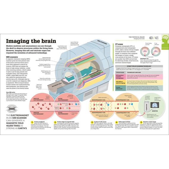 How the Brain Works: The Facts Visually Explained (How Things Work)