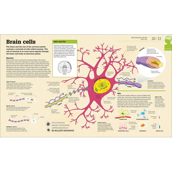 How the Brain Works: The Facts Visually Explained (How Things Work)