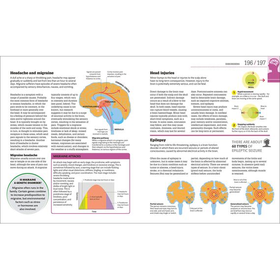 How the Brain Works: The Facts Visually Explained (How Things Work)