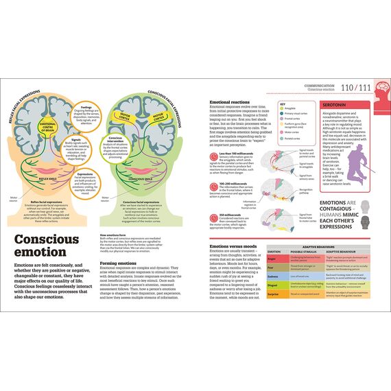 How the Brain Works: The Facts Visually Explained (How Things Work)