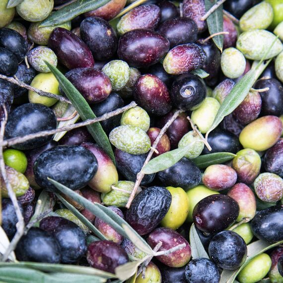 WELEDA Bio Fußbalsam, Naturkosmetik Fußpflege zur Vorbeugung und Behandlung von Hornhaut, Fußcreme und Schrundensalbe zur Pflege beanspruchter und trockener Füße (1 x 75 ml)