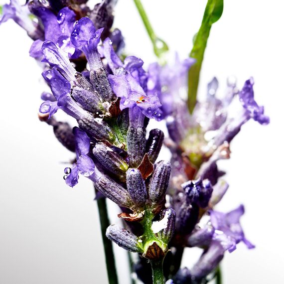 Davidoff Cool Water Man After Shave 75ml