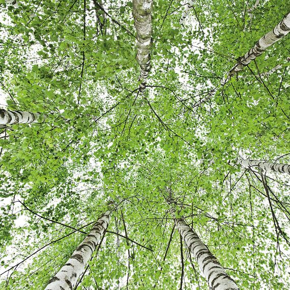 WELEDA Bio Birke Anti Cellulite Öl 100ml - Naturkosmetik Hautpflege Körperöl mit Jojobaöl strafft & festigt die Haut. Massageöl mit dermatologisch bestätigter Wirkung aktiviert den Hautstoffwechsel