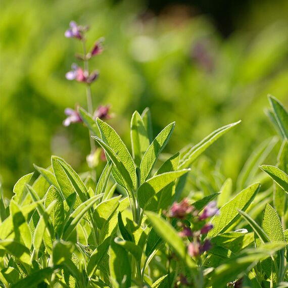 WELEDA Bio Deodorant HERBAL FRESH Nachfüllflasche - frisches Naturkosmetik Deo mit ätherischen Ölen, wirkt desodorierend ohne Poren zu verschließen, ohne Aluminiumsalze, Nachfüllpackung (1 x 200 ml)
