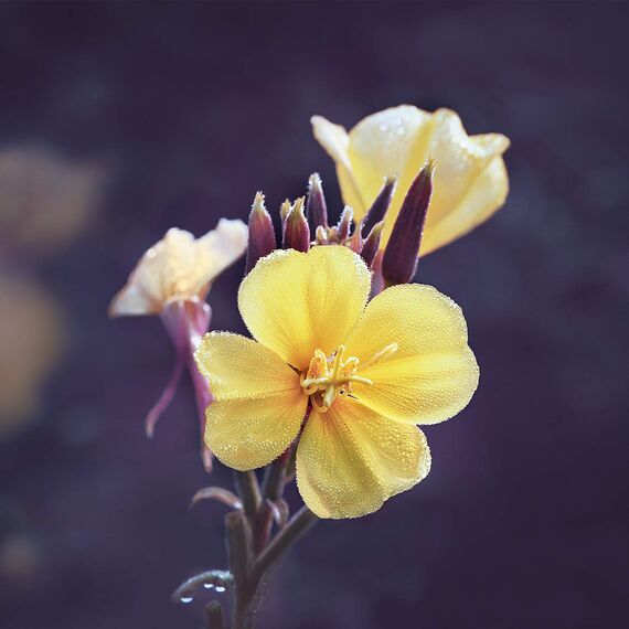 WELEDA Bio Nachtkerze Festigende Nachtpflege, vitaminreiche Pflegecreme für reife Haut im Gesicht, Gesichtscreme glättet, revitalisiert und verleiht Spannkraft (1 x 30 ml) Revitalisierende Nachtkerze