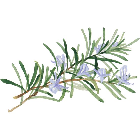 WELEDA Bio Skin Food Lip Butter Lippenpflege - Naturkosmetik Pflege Lippenbalsam Soforthilfe für spröde & trockene Lippen. Nachhaltiger Lippenstift mit Bienenwachs, Lanolin & Sonnenblumen Öl (1x 8ml)