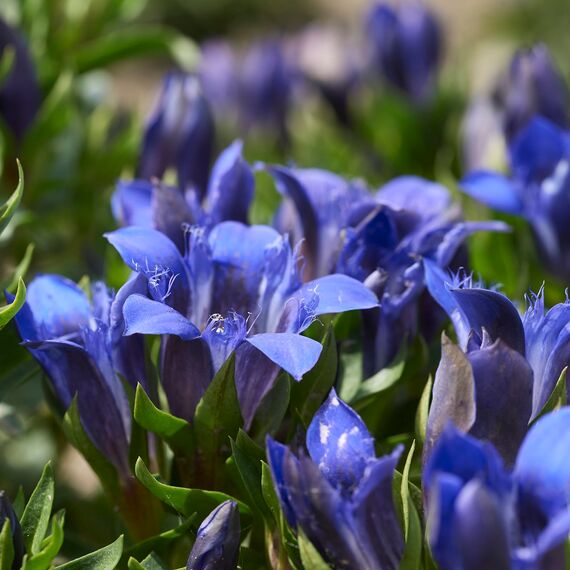 WELEDA Bio Festigende Tagespflege Blauer Enzian & Edelweiß - Naturkosmetik Natural Anti Aging Gesichtscreme/Feuchtigkeitscreme mindert tiefe Falten & reduziert Pigmentflecken (vegan, 40ml)