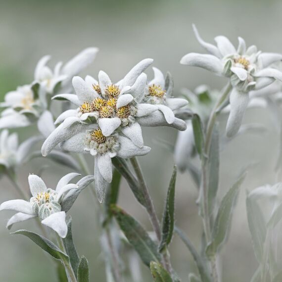 WELEDA Bio Festigende Tagespflege Blauer Enzian & Edelweiß - Naturkosmetik Natural Anti Aging Gesichtscreme/Feuchtigkeitscreme mindert tiefe Falten & reduziert Pigmentflecken (vegan, 40ml)