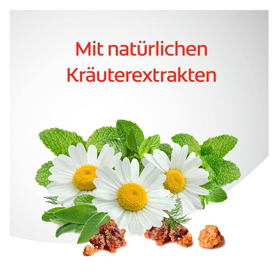 Dentagard Zahnpasta Original 12x75 ml – Zahnreinigung beseitigt Plaque, stärkt das Zahnfleisch und bekämpft Karies – erfrischender Geschmack mit Naturkräuter-Extrakten