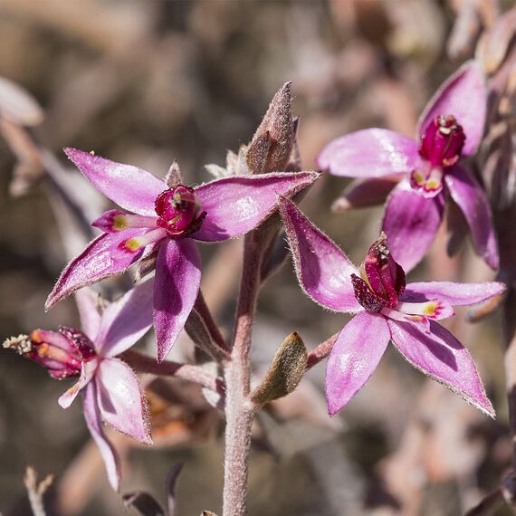 WELEDA Bio Ratanhia Zahnpasta - fluoridfreie Naturkosmetik Zahncreme zur natürlichen Zahnpflege. Sanfte Zahnreinigung stärkt das Zahnfleisch, schützt vor Karies & entfernt Zahnbelag (vegan / 75ml)