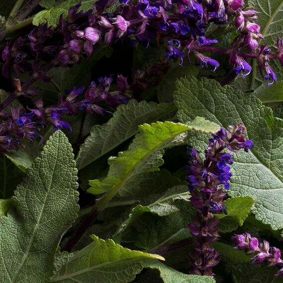 KORRES BLUE SAGE Eau De Toilette für Herren, frischer Duft mit fruchtigen Zitrusnoten, dermatologisch getestet, vegan, 50 ml